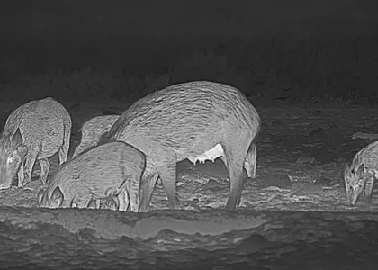 HikMicro Falcon FQ35 Thermal Imaging Camera