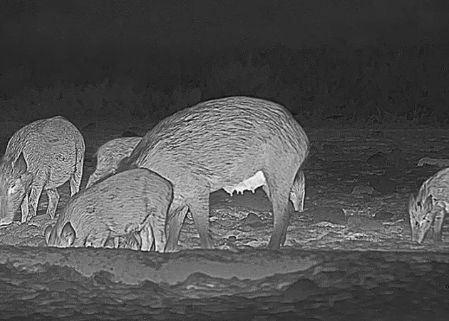 HikMicro Falcon FQ50 Thermal Imaging Camera