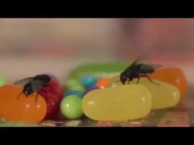 BugBuster Bug-A-Salt Black Fly 3.0 Fly Swatter